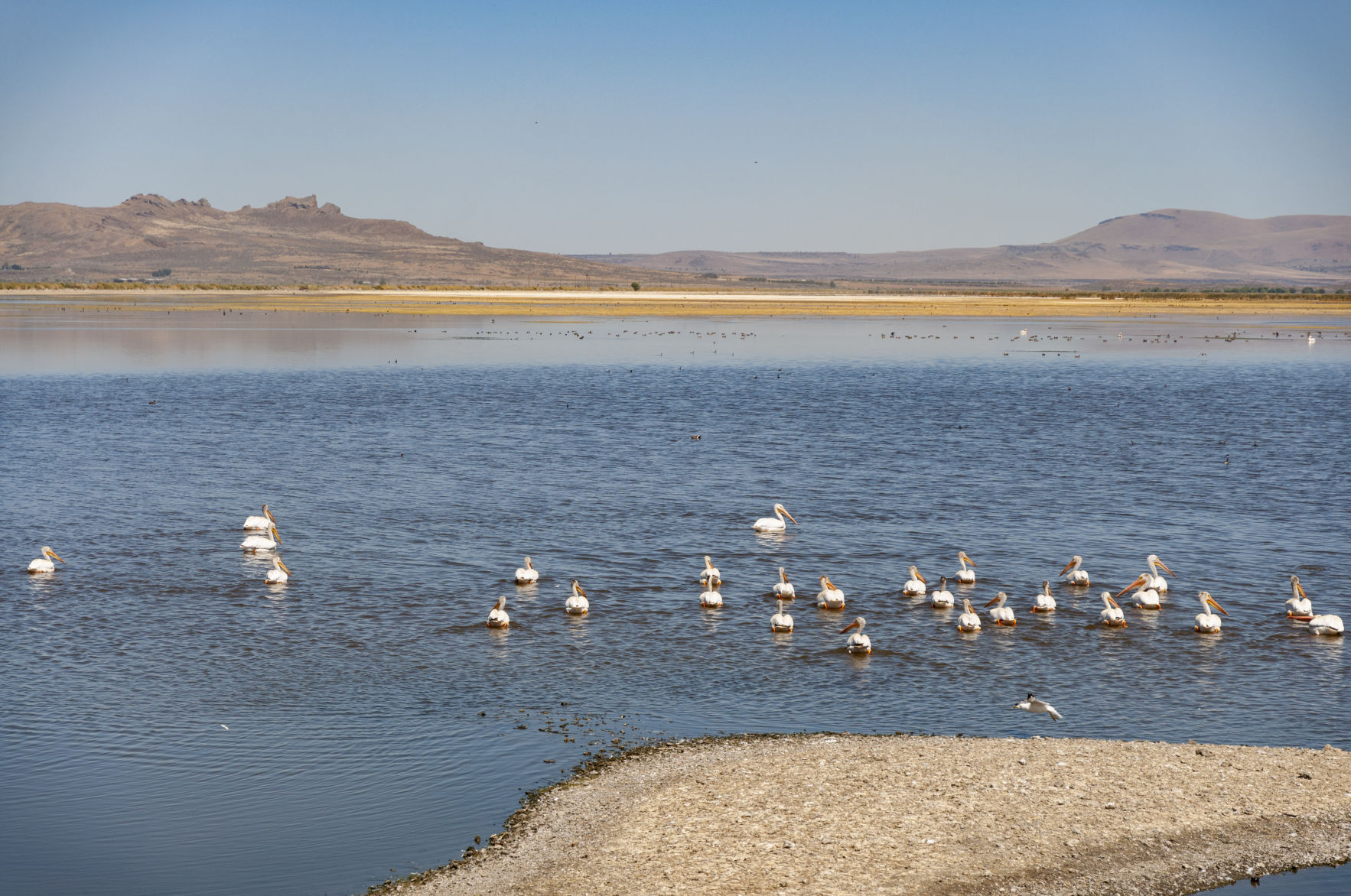 pelicans_tule lake
